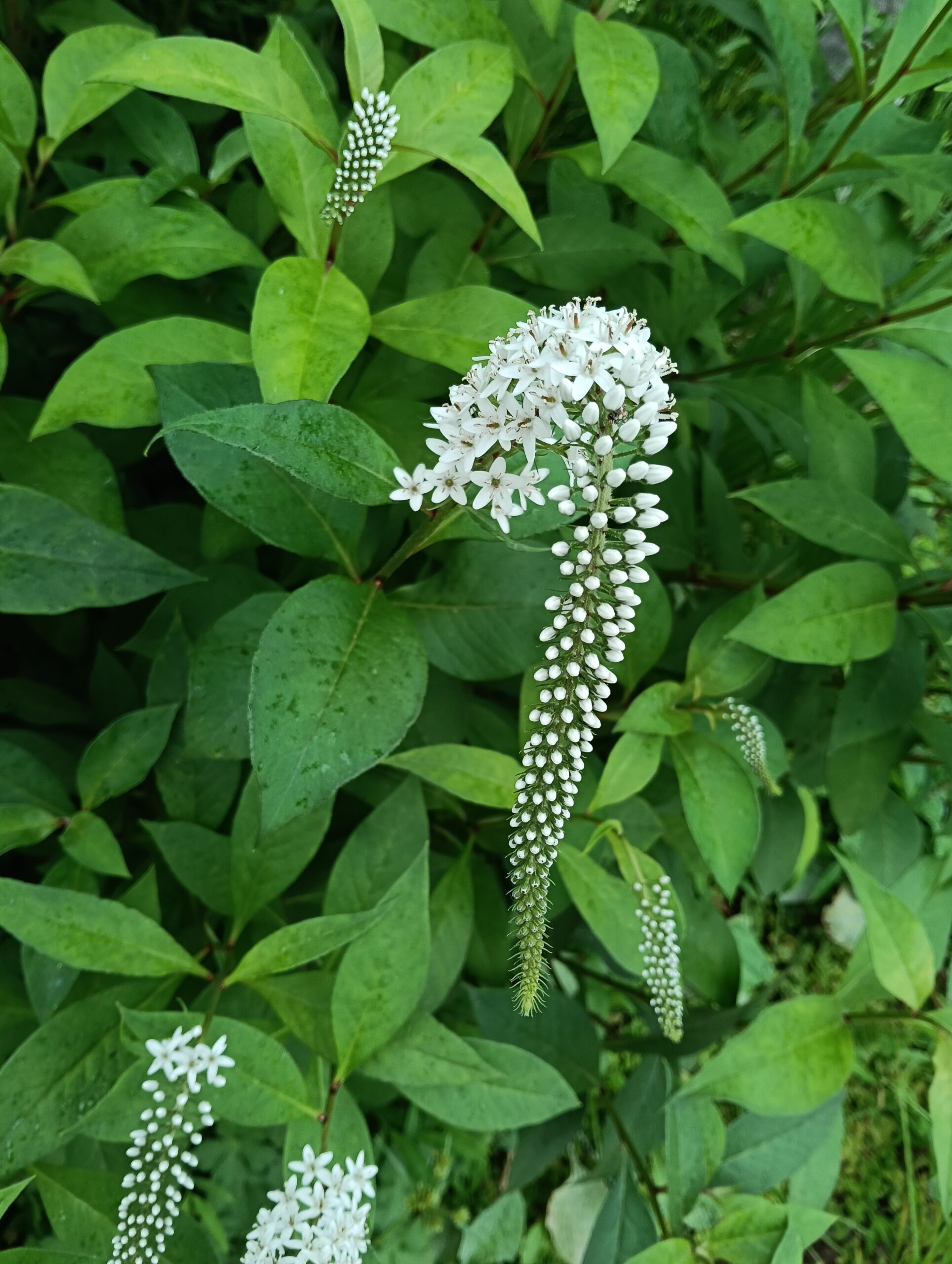 虎の尾の花の写真