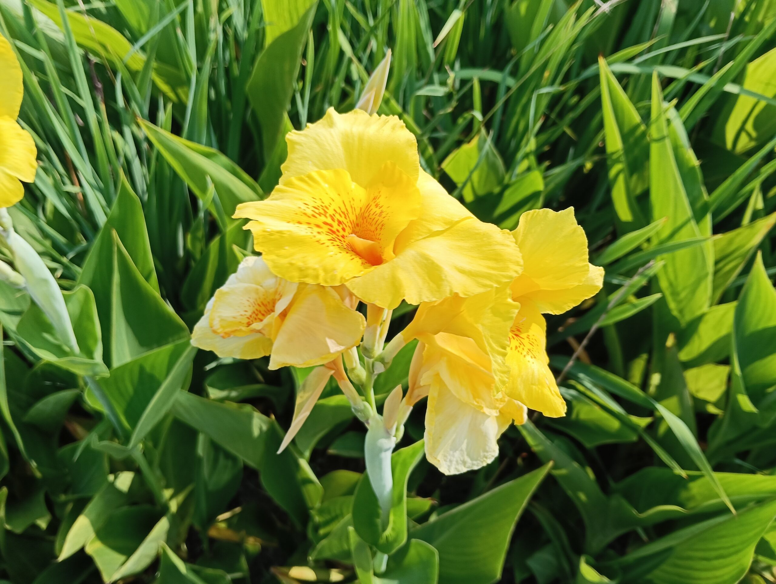 カンナの花の写真