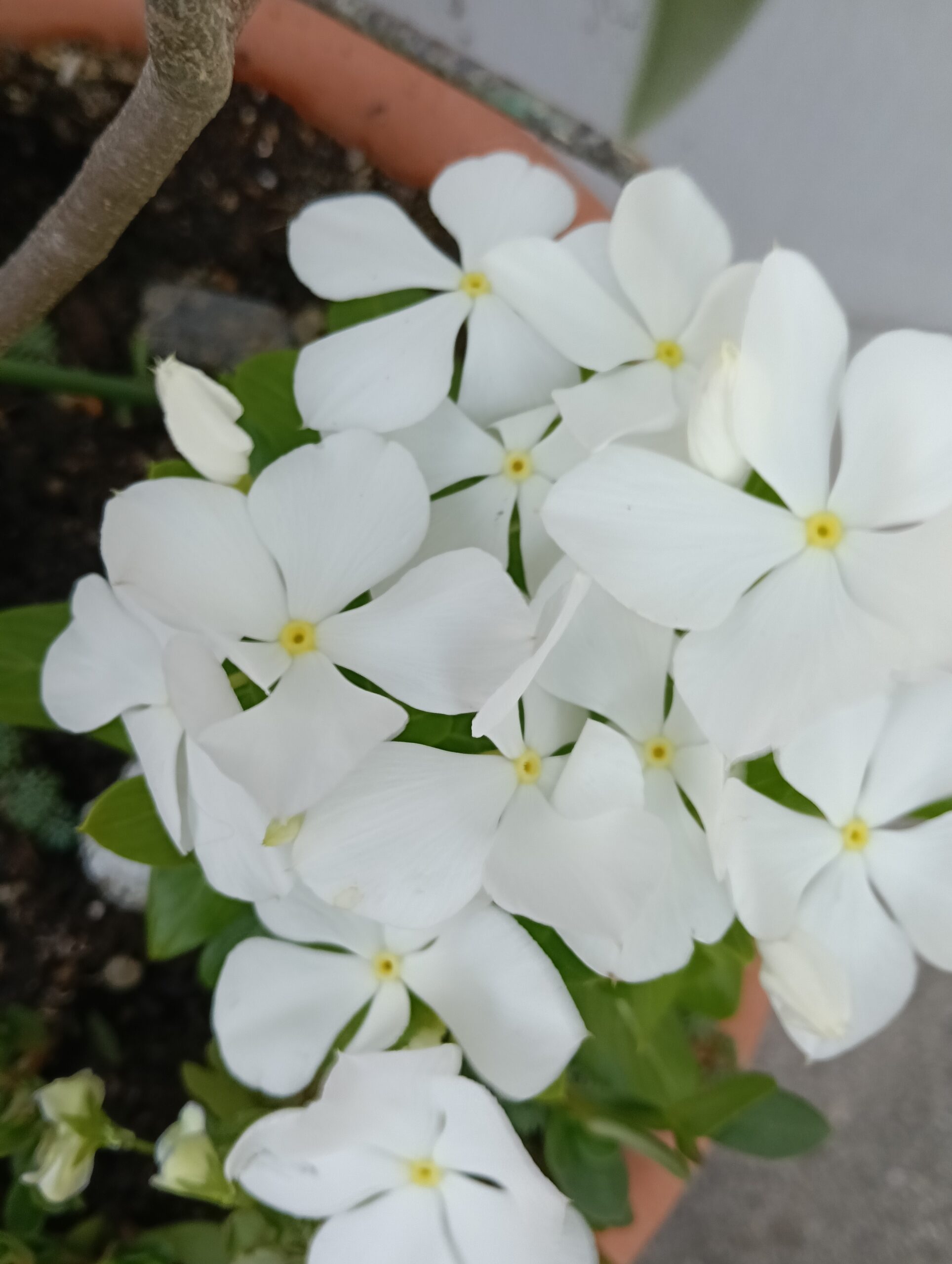 白い日ニチニチソウの花