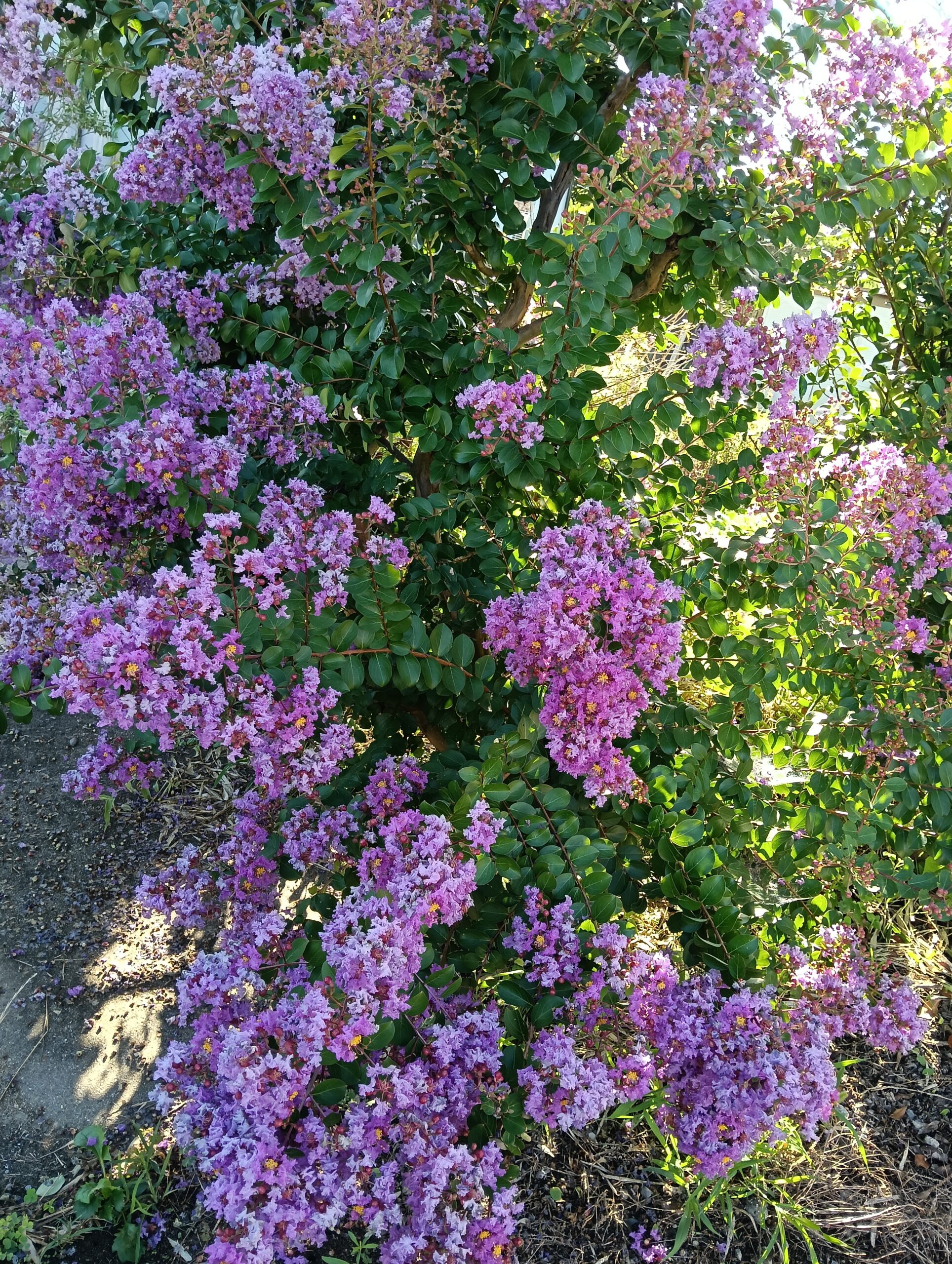 百日紅の花の写真