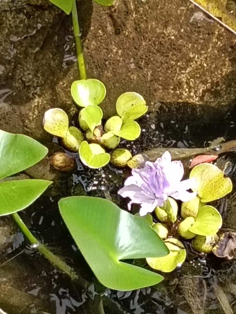 ホテイアオイの花
