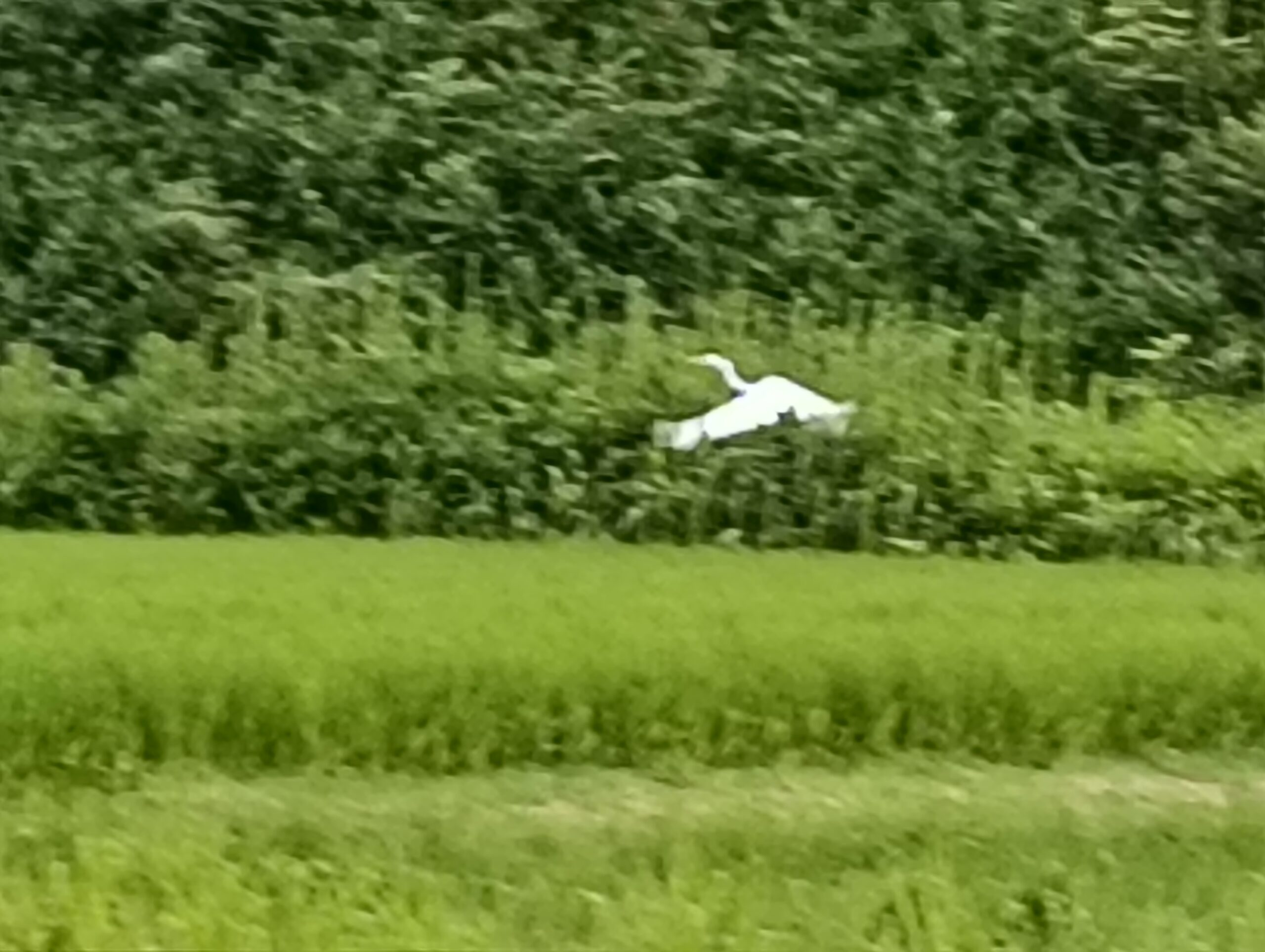 白鷺飛び立つ写真