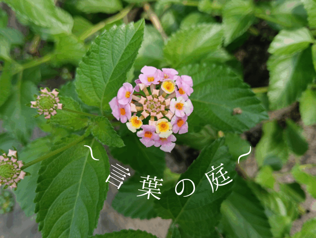 ランタナの花写真