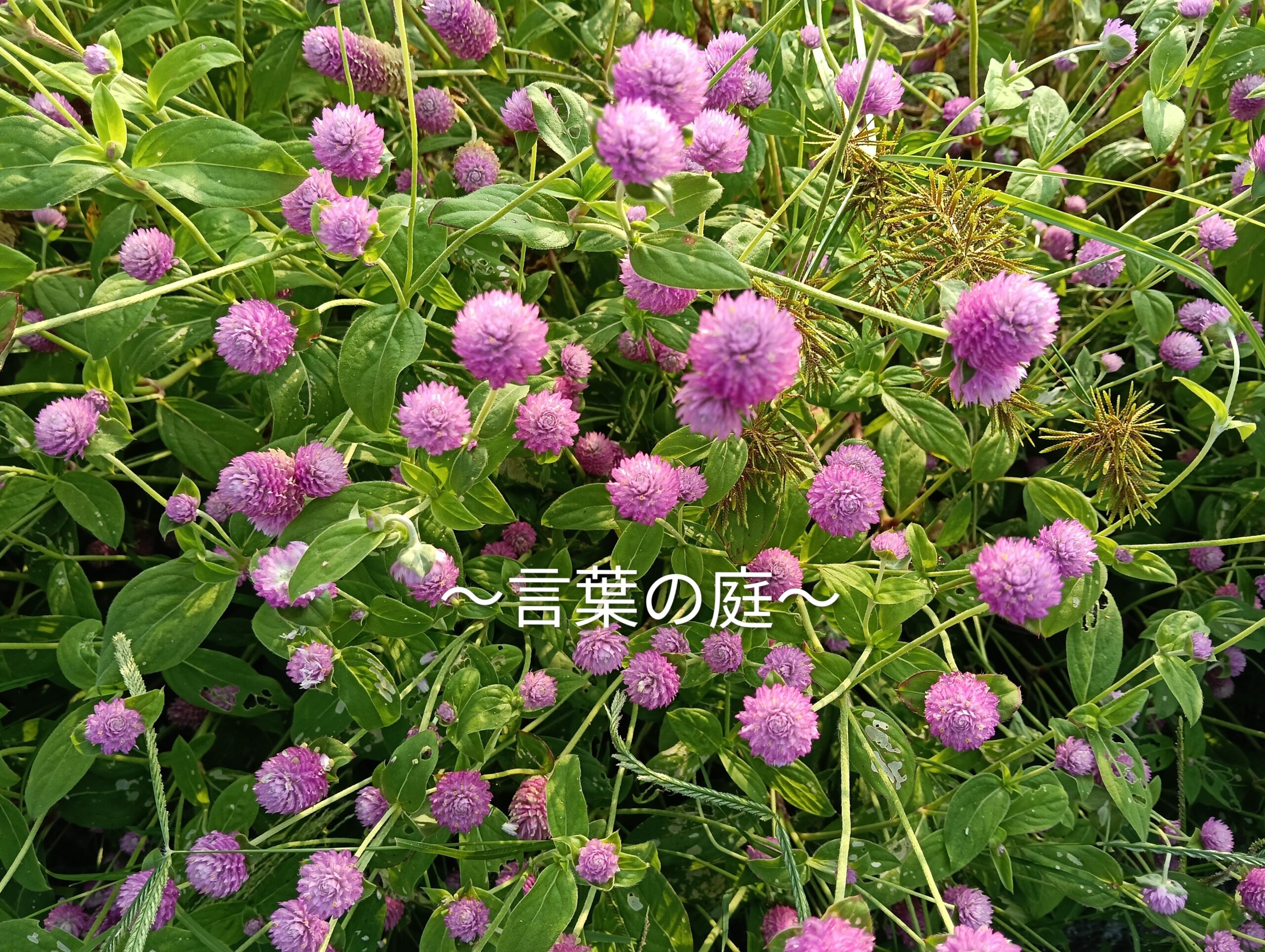 千日紅の花写真