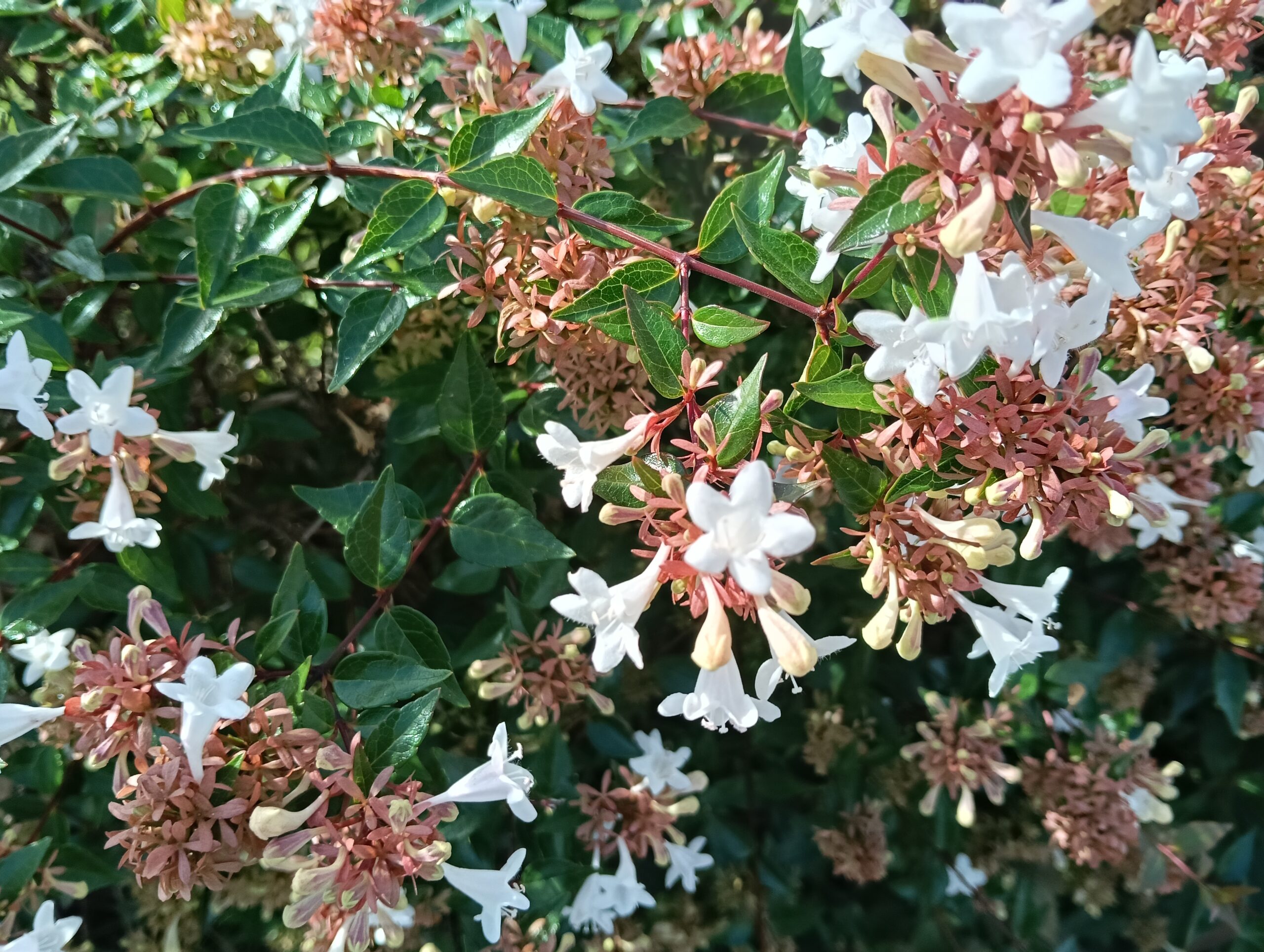 アベリアの花の写真