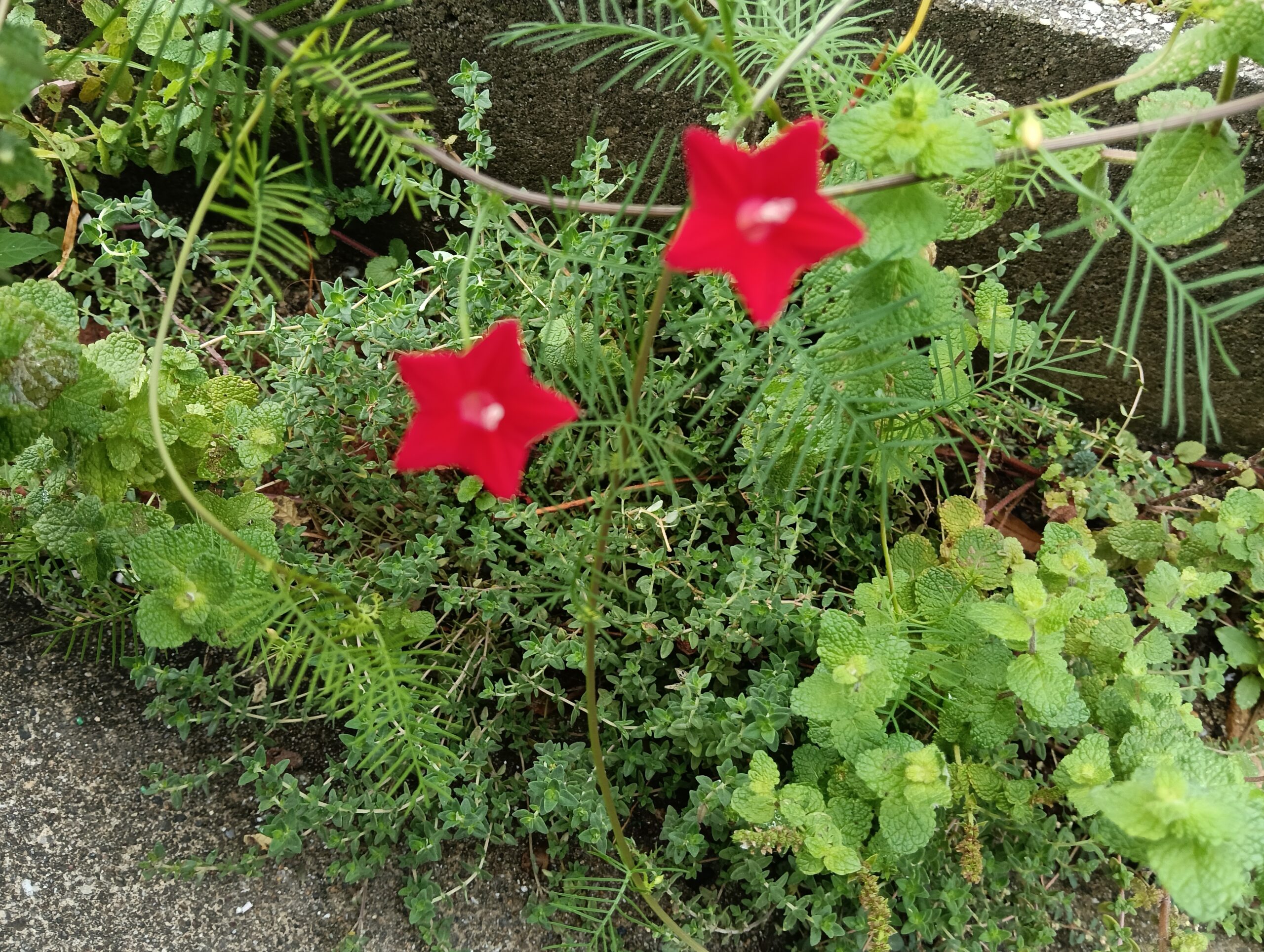 るこう草の花写真