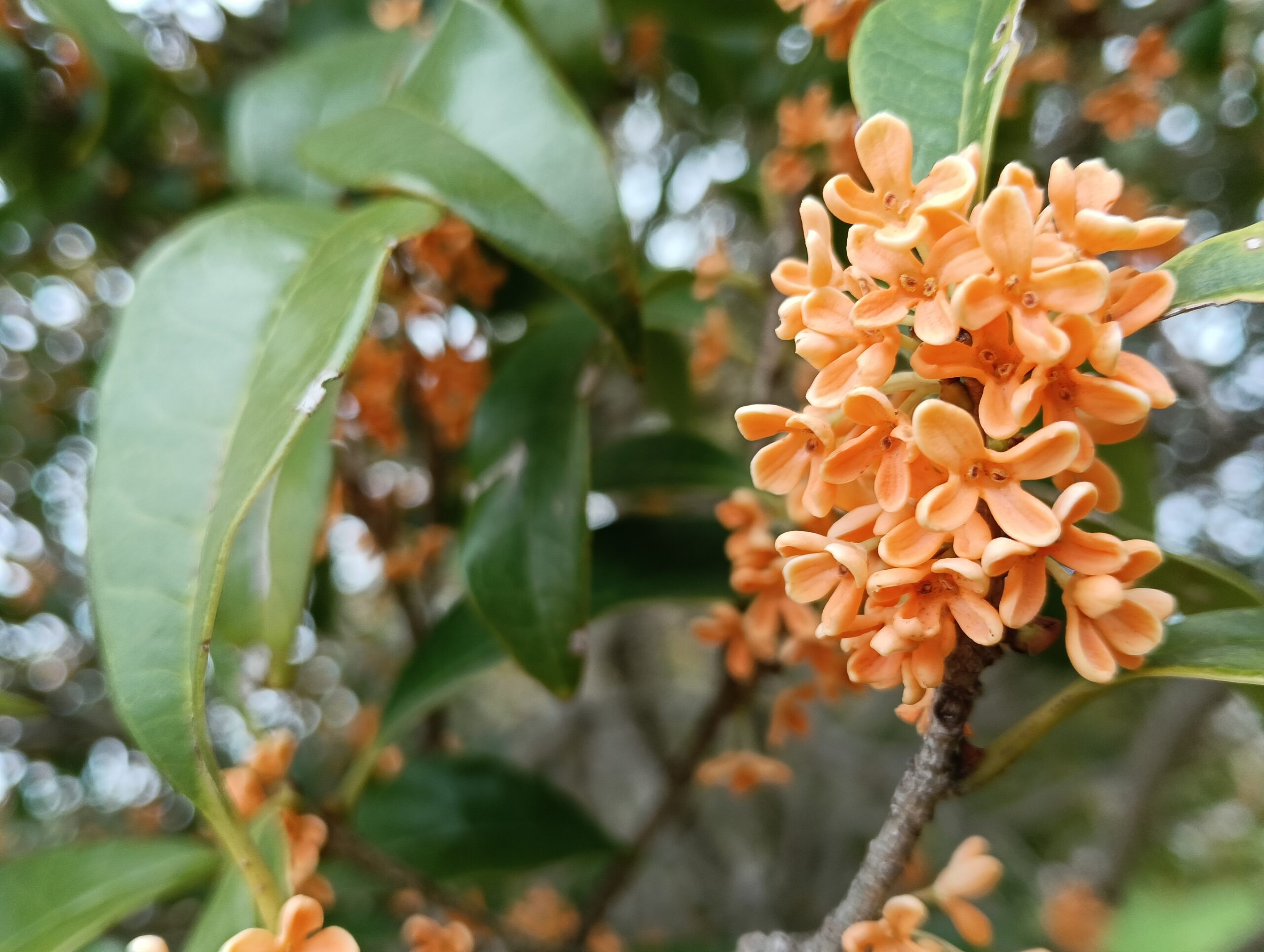 金木犀の花の写真